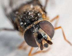 Protección contra las moscas e insectos